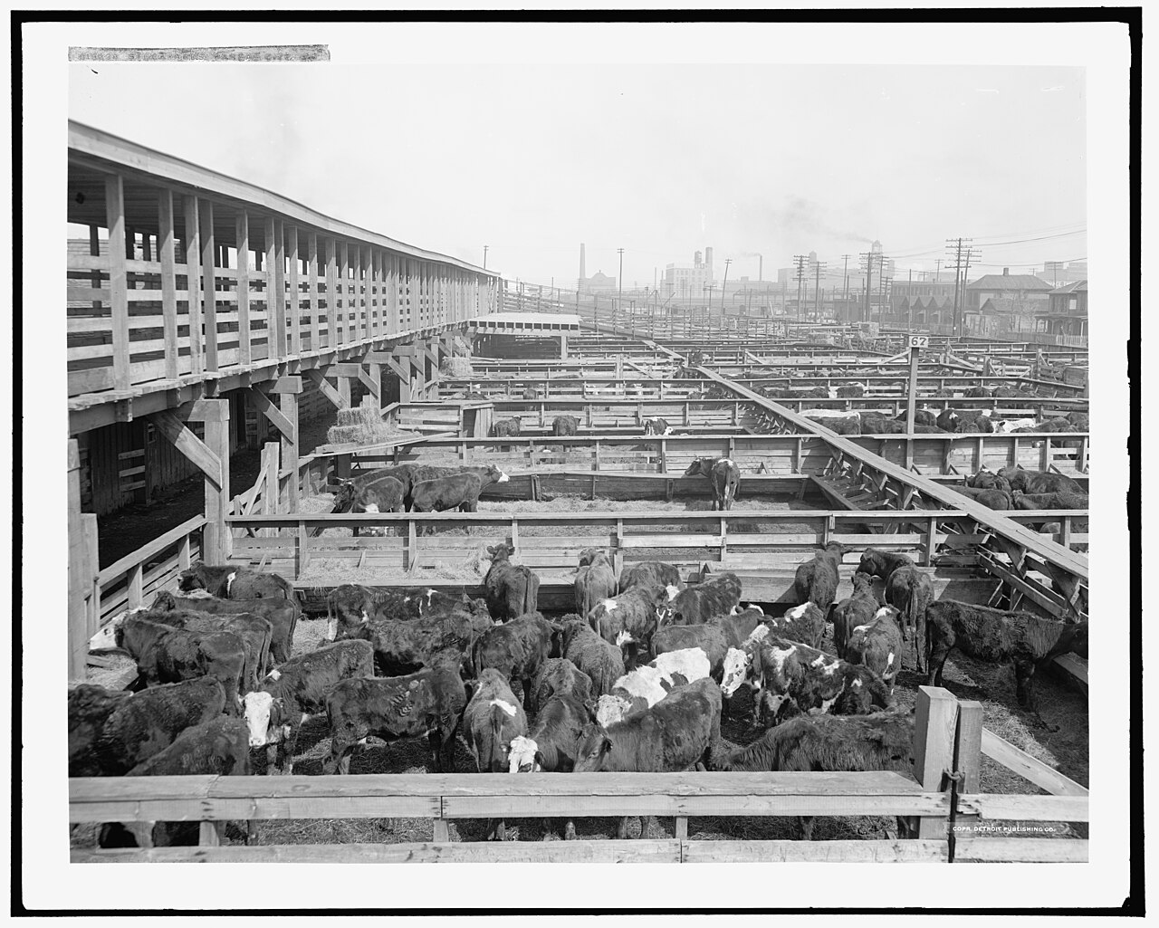 Cattle filling the Kansas City Stockyards around 1906